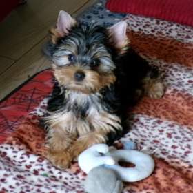 Fotka k inzerátu Jorkšírský terrier s PP / 19438793