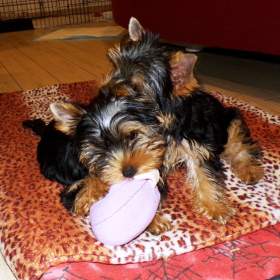 Foto inzerátu Jorkšírský terrier s PP