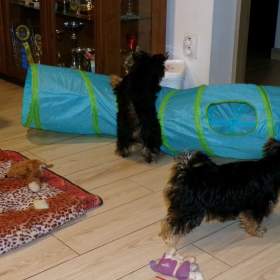 Foto inzerátu Jorkšírský terrier s PP