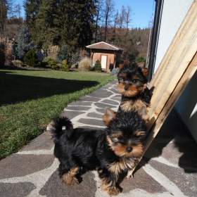 Foto inzerátu Jorkšírský terrier s PP