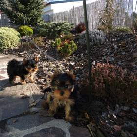 Foto inzerátu Jorkšírský terrier s PP