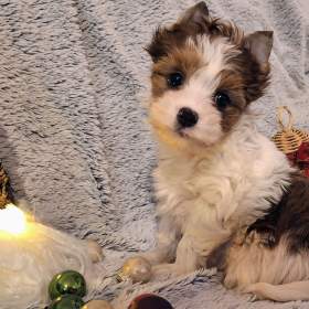 Foto inzerátu Štěňátko yorkshire teriér s PP 