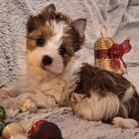 Foto inzerátu Štěňátko yorkshire teriér s PP 