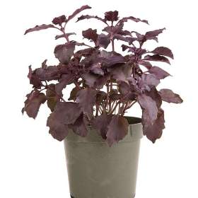 Fotka k inzerátu Bazalka pravá Dark Opal -  semena / 19454826