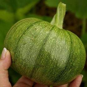 Fotka k inzerátu Cuketa Tondo Di Piacenza -  semena / 19454826