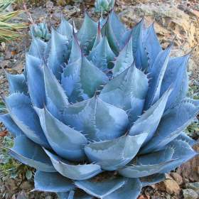 Fotka k inzerátu Agave parrasana -  semena / 19683148