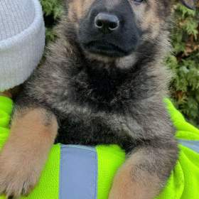 Fotka k inzerátu Německý ovčák celočerná a vlkošedá štěńata  / 18167504