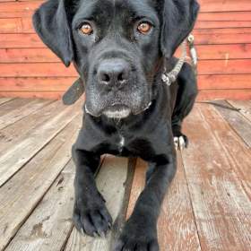 Fotka k inzerátu DRAKO -  kastrovaný psík 1,5 roku  / 18634403