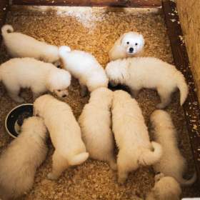 Fotka k inzerátu Slovenský čuvač -  štěňátka s PP / 18594921