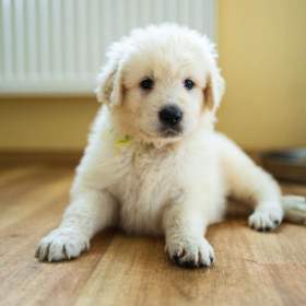 Foto inzerátu Slovenský čuvač - štěňátka s PP