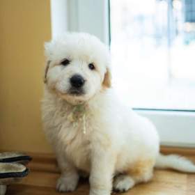 Foto inzerátu Slovenský čuvač - štěňátka s PP