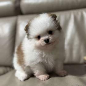 Fotka k inzerátu Pomeranian s PP -   / 18978794