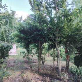 Foto inzerátu Prodej zahrady s chatou k celoročnímu užívání v Čáslavi