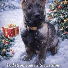 Fotka k inzerátu Německý ovčák  / 18249151