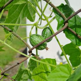 Foto inzerátu Cuca melon (mexická okurka) semínka