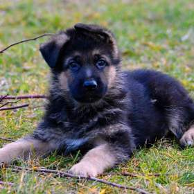 Fotka k inzerátu Německý ovčák -  štěňátka s PP / 19655948
