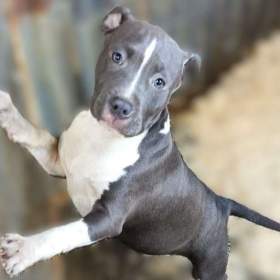 Americký staffordšírský teriér modrá št., s P. P. / 19687492