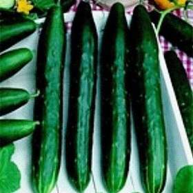 Fotka k inzerátu Okurka salátová hadovka Avantgarde F1 -  semena / 19332572