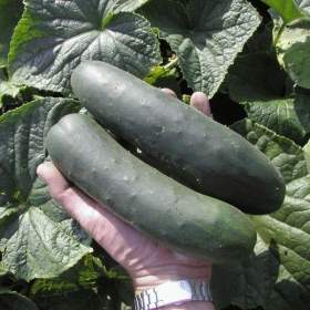 Fotka k inzerátu Okurka salátová Cheer F1 -  semena / 19332572