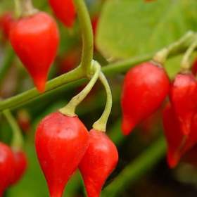 Fotka k inzerátu Chilli Chupetinho red -  semena / 19332572