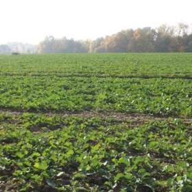 Foto inzerátu Orná půda O.- Bartovice, cca 25.000m2, rovina... Cena 59 Kč/m2.