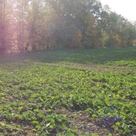 Foto inzerátu Orná půda O.- Bartovice, cca 25.000m2, rovina... Cena 59 Kč/m2.