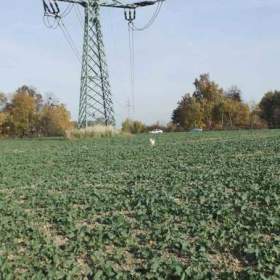 Foto inzerátu Orná půda O.- Bartovice, cca 25.000m2, rovina... Cena 59 Kč/m2.