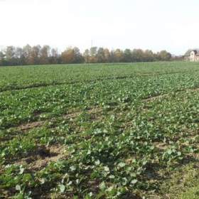 Foto inzerátu Orná půda O.- Bartovice, cca 25.000m2, rovina... Cena 59 Kč/m2.
