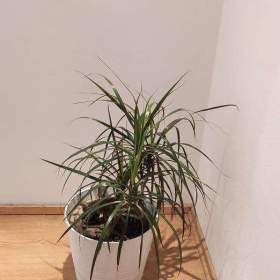 Dracena / 19732301