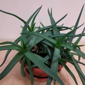 Aloe vera- prodej / 19761984