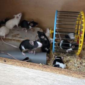 Foto inzerátu Bílé a barevné myši 
