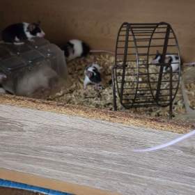Foto inzerátu Bílé a barevné myši 