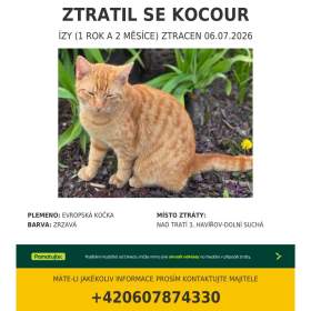 Foto inzerátu Hledá se kocourek ÍZY - Havířov