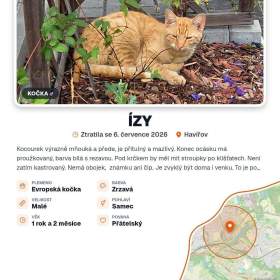 Foto inzerátu Hledá se kocourek ÍZY - Havířov