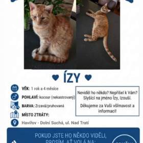 Fotka k inzerátu Hledá se kocourek ÍZY -  Havířov / 19962447