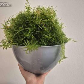 Foto inzerátu za 300 Kč Vodní mor kanadský (Eleodea canadensis)