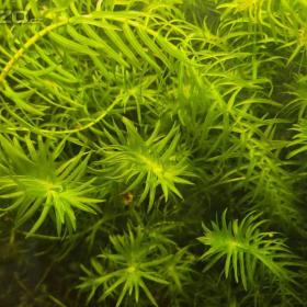 Foto inzerátu za 300 Kč Vodní mor kanadský (Eleodea canadensis)