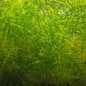 Foto inzerátu za 300 Kč Vodní mor kanadský (Eleodea canadensis)