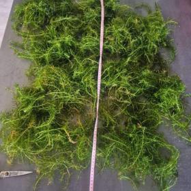 Foto inzerátu za 300 Kč Vodní mor kanadský (Eleodea canadensis)