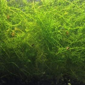 Foto inzerátu za 300 Kč Vodní mor kanadský (Eleodea canadensis)