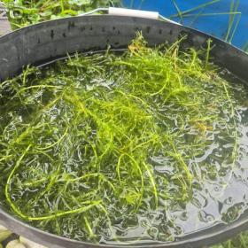 Foto inzerátu za 300 Kč Vodní mor kanadský (Eleodea canadensis)