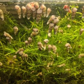 Foto inzerátu za 300 Kč Vodní mor kanadský (Eleodea canadensis)