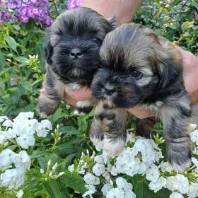 Fotka k inzerátu Lhasa Apso štěňátka s PP / 19963344