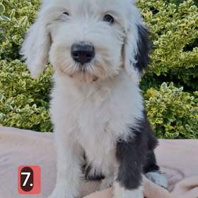 Foto inzerátu Bobtail štěňata 