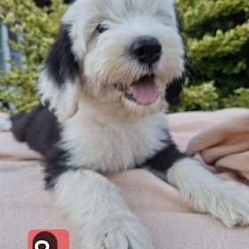 Foto inzerátu Bobtail štěňata 