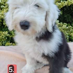 Foto inzerátu Bobtail štěňata 