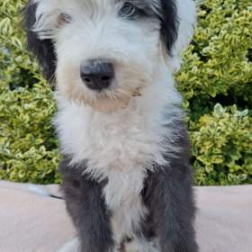 Foto inzerátu Bobtail štěňata 