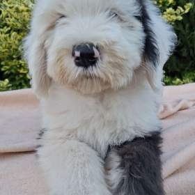 Foto inzerátu Bobtail štěňata 