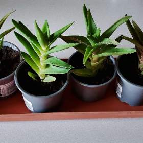 Fotka k inzerátu Okrasné aloe vera -  rostlinky / 17391181