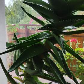 Foto inzerátu Okrasné aloe vera - rostlinky